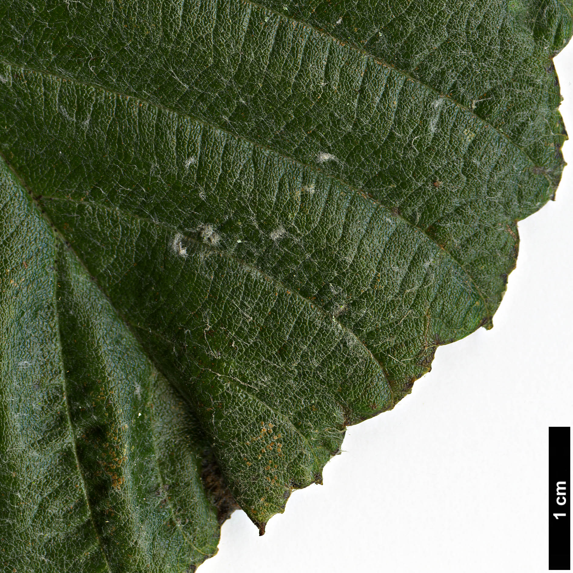 High resolution image: Family: Rosaceae - Genus: Sorbus - Taxon: 'Harold Hillier'